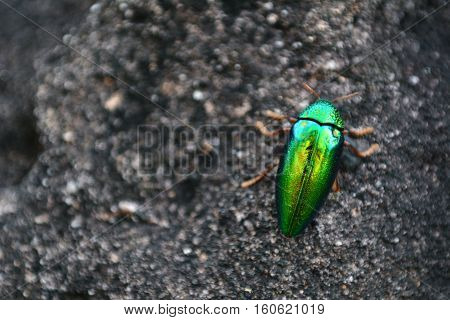metallic wood-boring beetle in the rock background