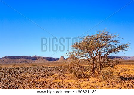 Beautiful Moroccan Mountain Landscape With Acacia Tree In Foreground