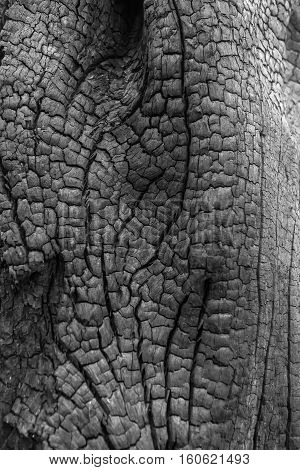 Natural Wood Charcoal Isolated On White, Traditional Charcoal Or Hard Wood Charcoal.