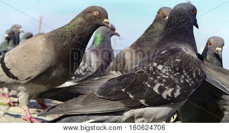 Pigeons have made contributions of considerable importance to humanity especially in times of war. In war the homing ability of pigeons has been put to use by making them messengers.