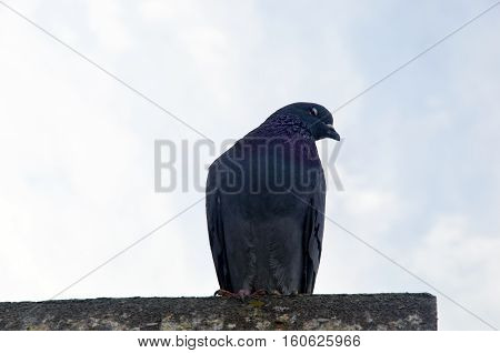 Pigeon Background. Pigeons have made contributions of considerable importance to humanity especially in times of war. In war the homing ability of pigeons has been put to use by making them messengers.