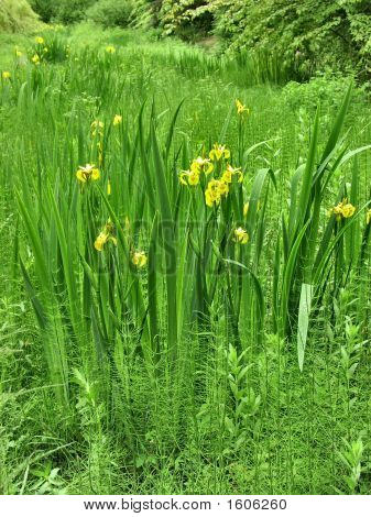 Iris de pantano