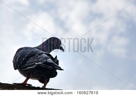 Pigeon Background. Pigeons have made contributions of considerable importance to humanity especially in times of war. In war the homing ability of pigeons has been put to use by making them messengers.