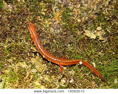 Södra två bäcksalamander (Långsvansad cirrigera)