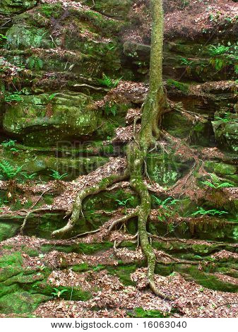 Vegetazione sulla parete del Canyon
