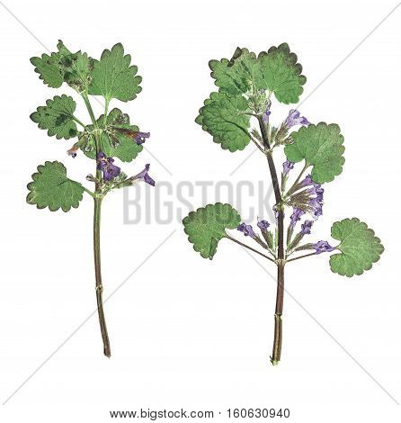 Pressed and dried flowers glechoma hederacea on stem with green leaves. Isolated on white background. For use in scrapbooking pressed floristry (oshibana) or herbarium.