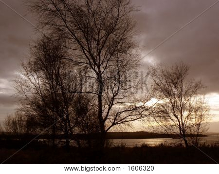 Árboles de invierno