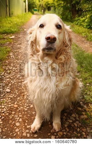 Labrador Retriever She Dog Close Up Photo
