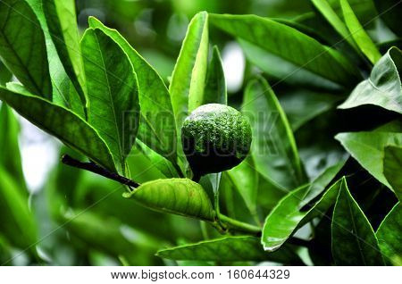 Mandarin, tangerine, mandarine, green Mandarin, Abkhazian tangerine, unripe tangerine, tangerine tree