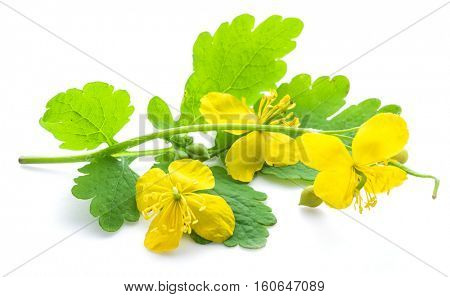 Greater celandine flower, swallowwort isolated on white background.