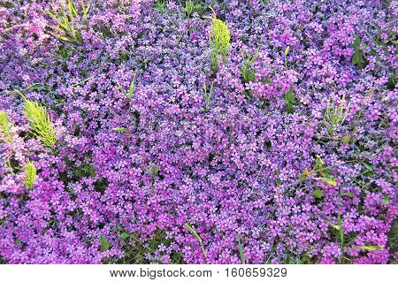 Beautiful forget-me-not (Myosotis) flower with fresh balmy blossom