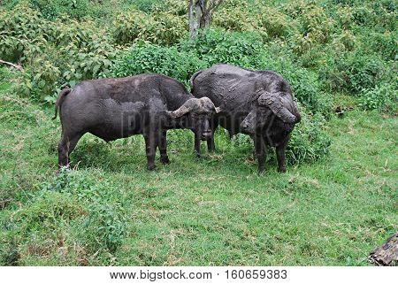 Buffaloes in the middle of the forest in Tanzania. Africa