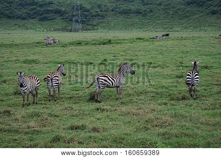 Zebras in the middle of the plain in Tanzania. Africa
