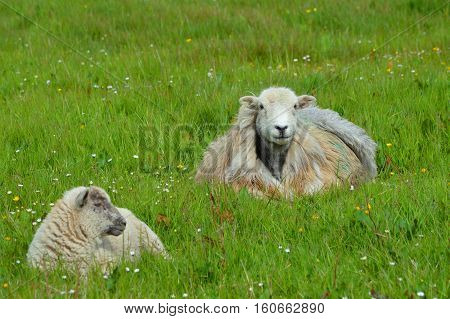 Ewe and Lamb lying in the Grass