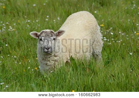 Sheep in the Field in the summer