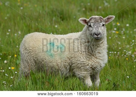 Sheep in the Field in the summer