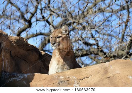 A puma high up on the rock