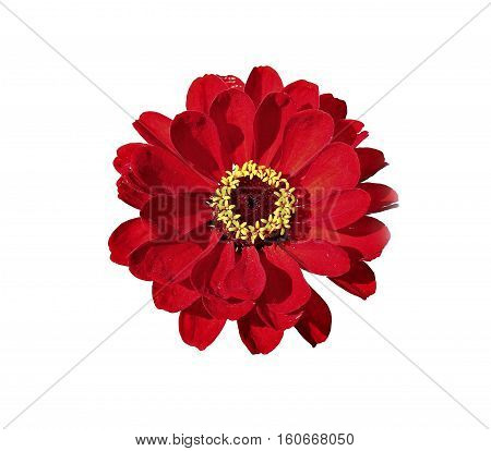 Bright red flower zinnia isolated on white background
