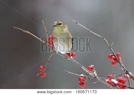 Winter goldfinch (Carduelis tristis) perching on winterberry branches.