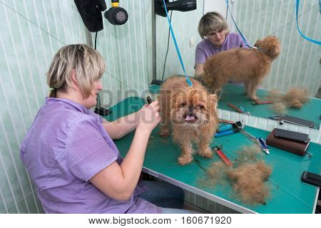 Woman groomer makes trimming Brussels Griffon gog
