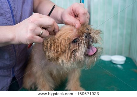 Woman groomer makes trimming Brussels Griffon gog