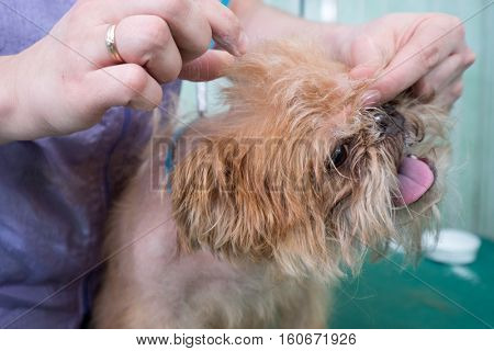 Woman groomer makes trimming Brussels Griffon gog
