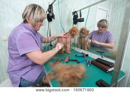 Woman groomer makes trimming Brussels Griffon gog