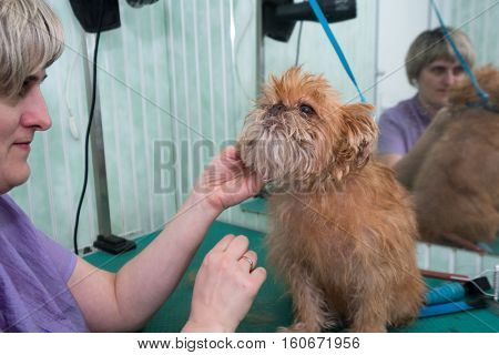 Woman groomer makes trimming Brussels Griffon gog