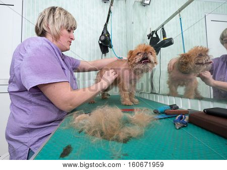 Woman groomer makes trimming Brussels Griffon gog