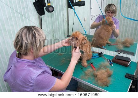 Woman groomer makes trimming Brussels Griffon gog