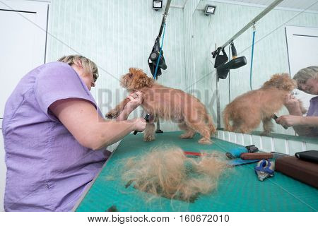 Woman groomer makes trimming Brussels Griffon gog