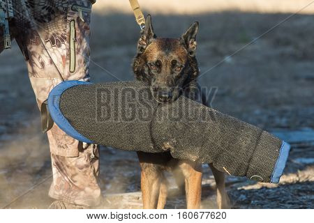 Belgian Malinois carrying a bite sleeve after training.