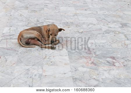 Dog pitiable sleeping on Marble floor with copy space for add text