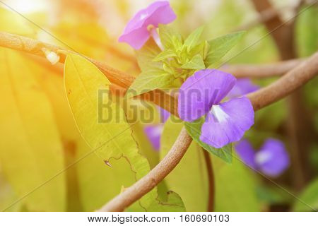 Purple Brazilian snapdragon beautiful flower Select focus with shallow depth of field with sunset light tone. ( Otacanthus caeruleus Lindl Blue Hawaii bush )