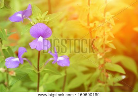 Purple Brazilian snapdragon beautiful flower Select focus with shallow depth of field with sunset light tone. ( Otacanthus caeruleus Lindl Blue Hawaii bush )