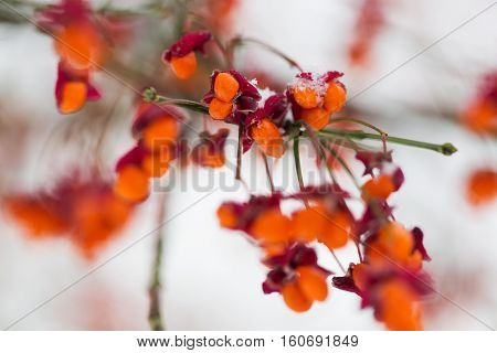 nature and environment concept - spindle tree or euonymus hamiltonianus branch with fruits in winter