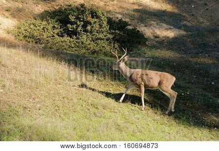 California Blacktail buck moving quickly from the shadows into the sunlight
