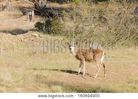2 California Blacktail bucks browsing on shoots
