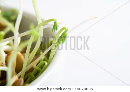 Macro Beansprout ciotola di lenticchie