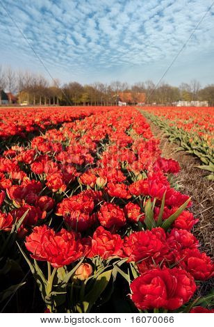Kuuluisa hollantilainen polttimo kentät miljoonia tulppaanit Hollannissa