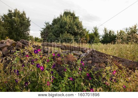 Bellflowers next to the dry stone wall in the spanish countryside
