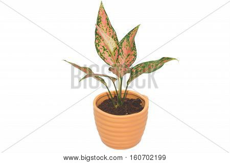 dieffenbachie lat dieffenbachia green plant in flower pot isolated on white background