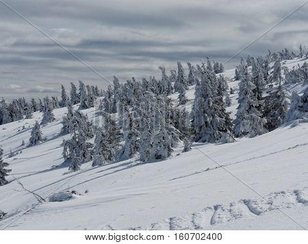 Frozen forest on peak Pilsko in mountains beskidy in poland in winter