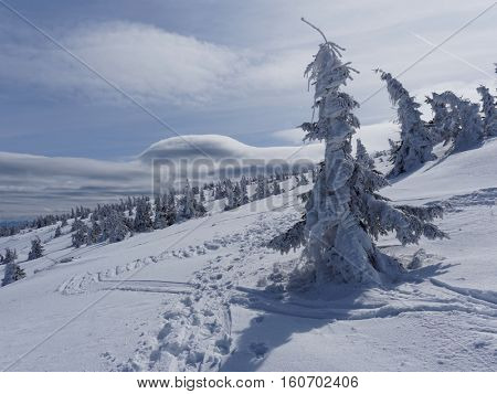 Frozen tree on peak Pilsko in mountains beskid in poland in winter