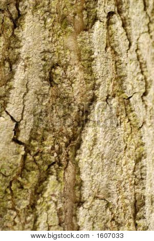 Sokeri vaahtera Acer Saccharum