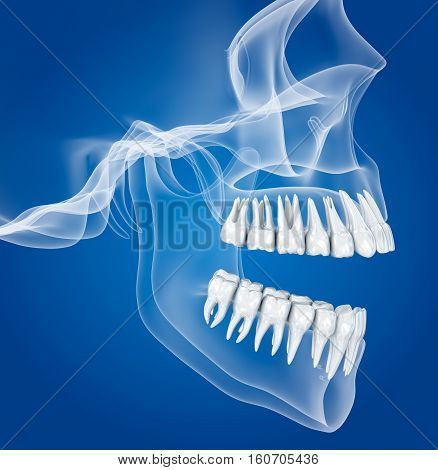 Transparent scull and teeth xray view . 3D illustration .