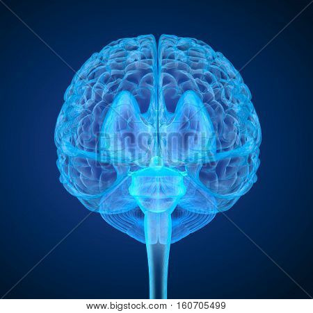 Human brain X-ray scan Medically accurate 3D illustration