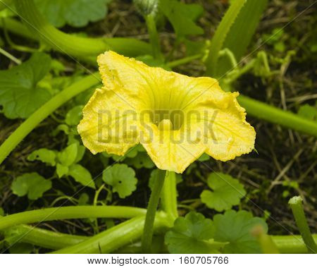 Pumpkin yellow flower at flowerbed close-up selective focus shallow DOF