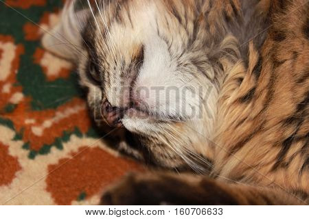 pensive cat with big eyes portrait  tabby cat playing on the carpet with ornaments