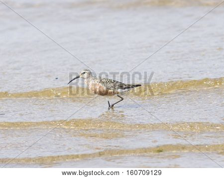 Curlew Sandpiper Calidris feruginea at sea shoreline searching for food close-up portrait in tide selective focus shallow DOF